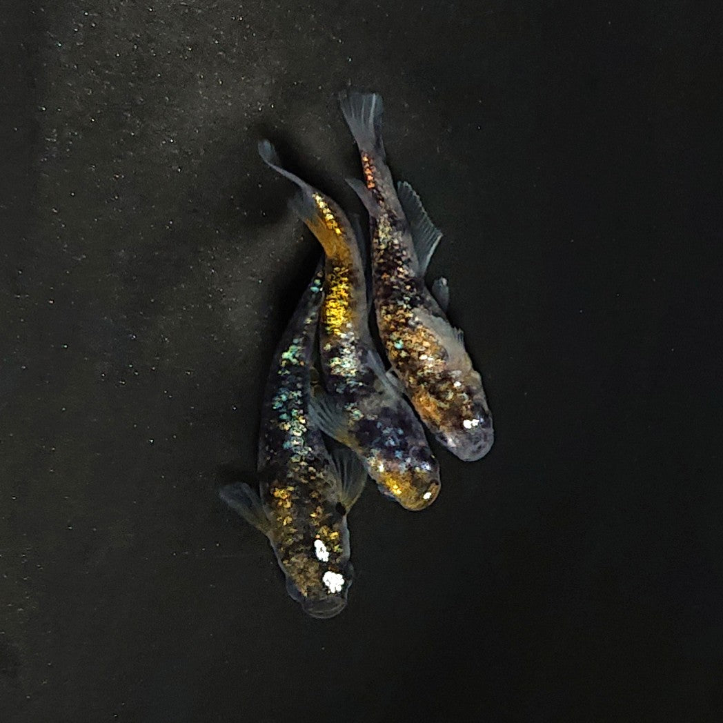 【現物】【NEW】和墨星ラメ三色　3匹　オス1メス2　3959
