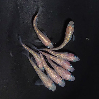 【現物】ピンクサファイア　8匹　オス3メス5　3966