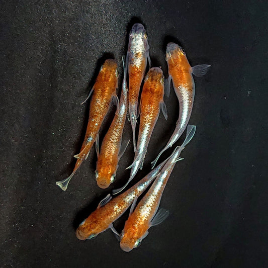 【現物】菊銀紅玉　7匹　オス4メス3　3967