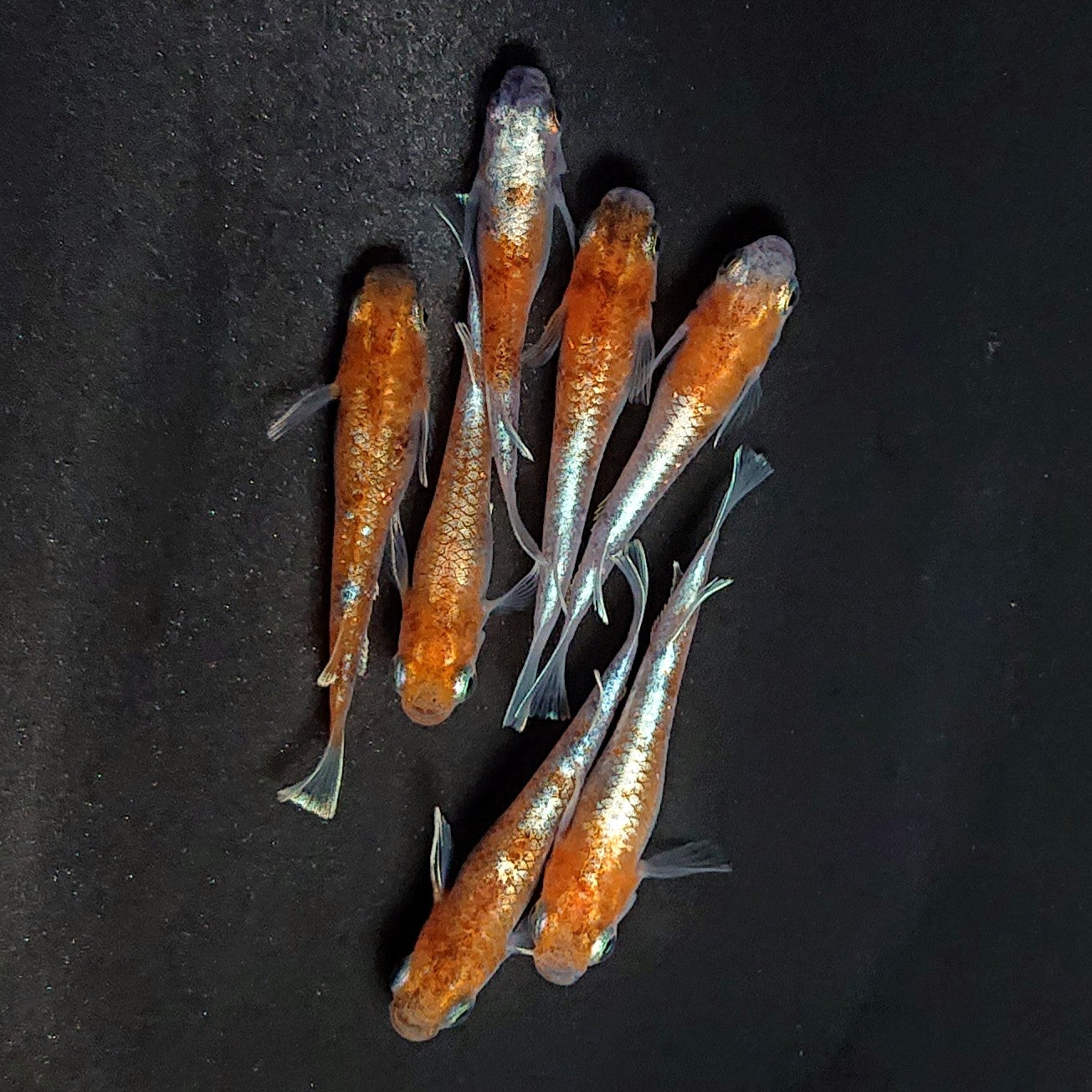 【現物】菊銀紅玉　7匹　オス4メス3　3967