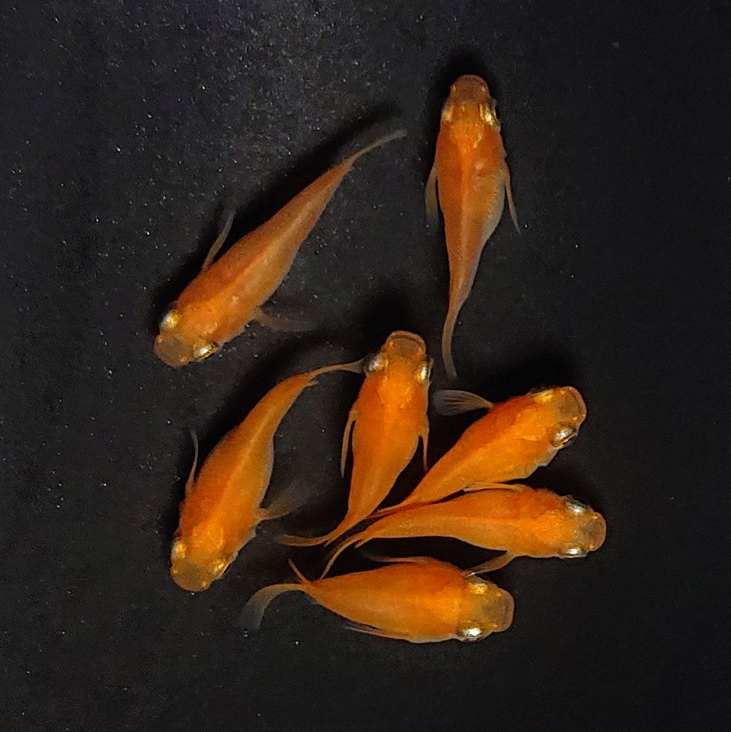 【現物】紅帝だるま　7匹　オス3メス4　3970