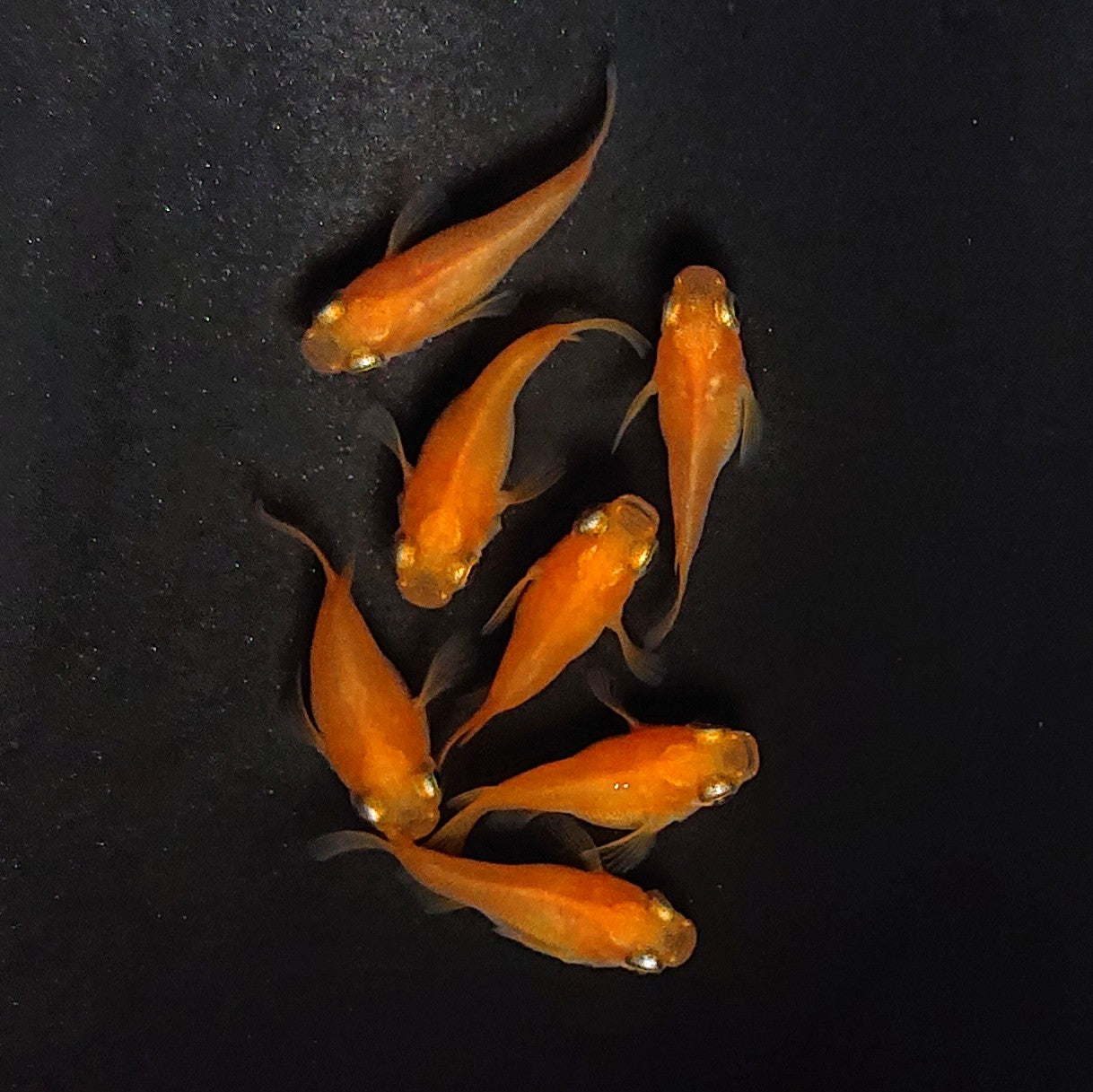 【現物】紅帝だるま　7匹　オス3メス4　3970