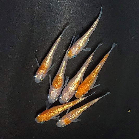 【現物】紅白ヒミツヘイキ　7匹　オス3メス4　3969