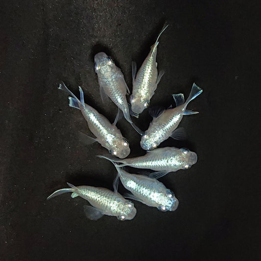 【現物】エンゼル　7匹　オス4メス3　3971