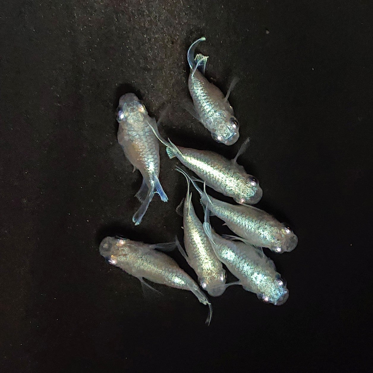 【現物】エンゼル　7匹　オス4メス3　3971