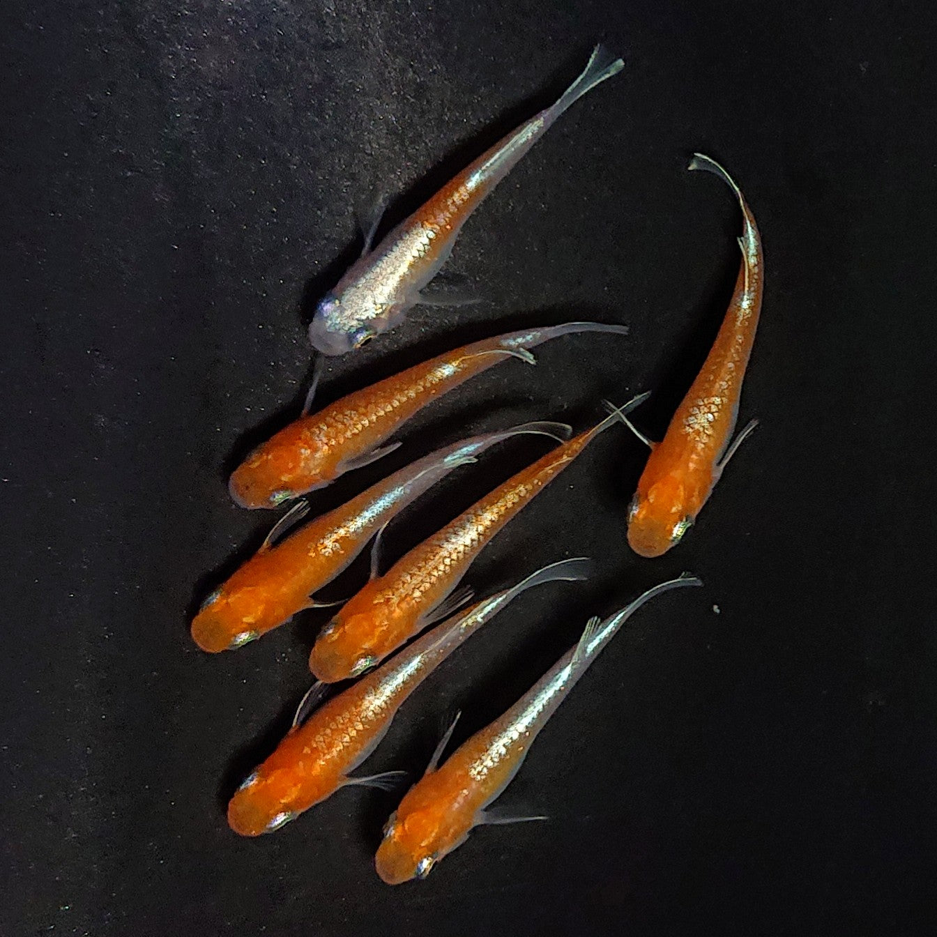 【現物】豆紅エボリューション　7匹　オス4メス3　3968