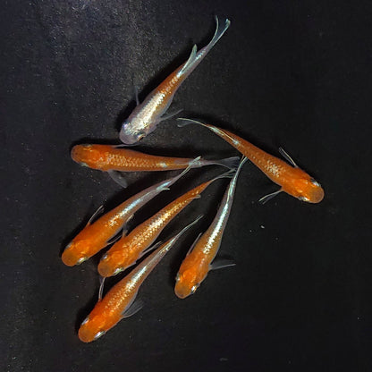 【現物】豆紅エボリューション　7匹　オス4メス3　3968