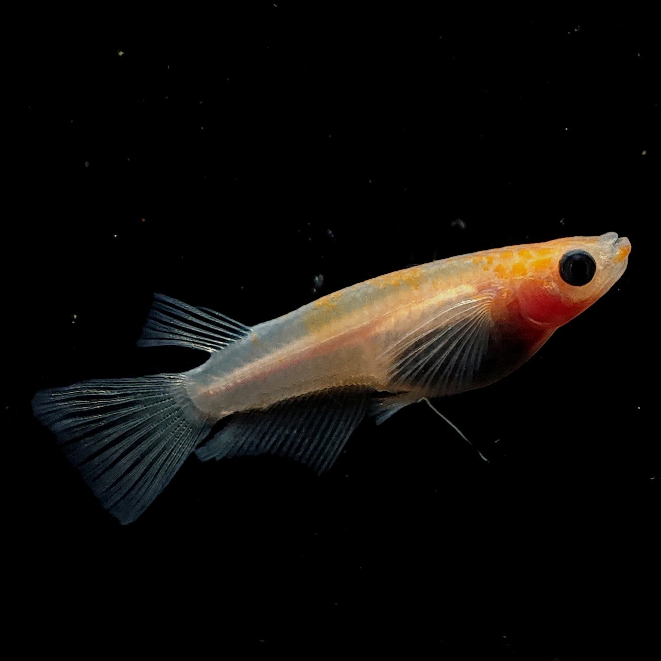 【現物】パンダ紅白　7匹　メス1匹RLF　オス4メス3　3978