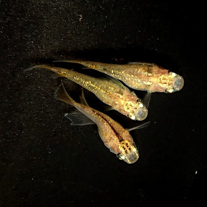 【現物】【NEW】レクリスだるま　抱卵個体　3匹　オス1メス2　3973