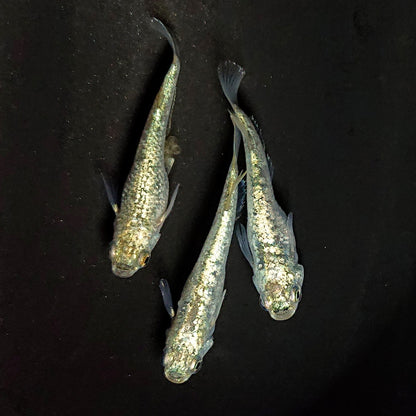 【現物】【NEW】ギラティナ　3匹　抱卵個体　オス2メス1　3974