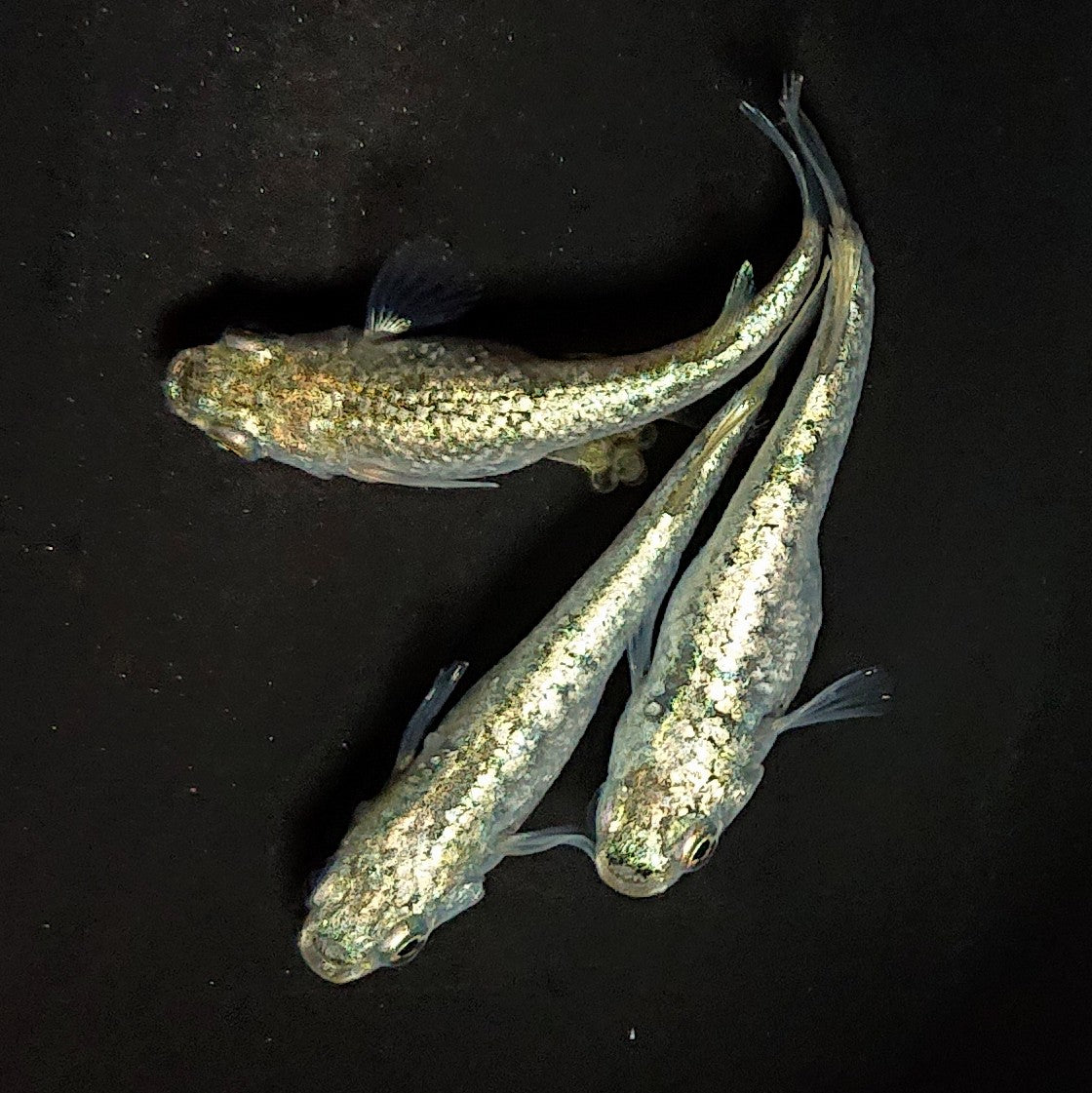 【現物】【NEW】ギラティナ　3匹　抱卵個体　オス2メス1　3974