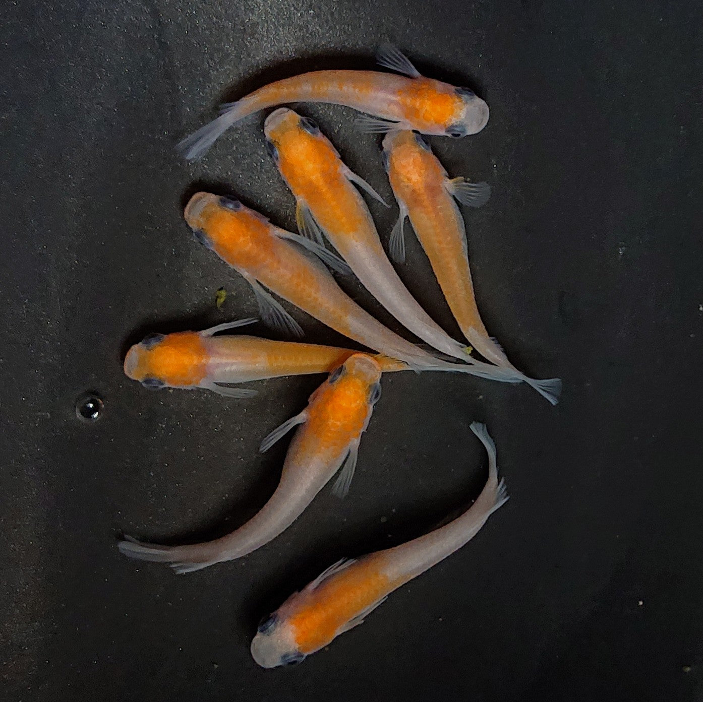 【現物】パンダ紅白　7匹　メス1匹RLF　オス4メス3　3978