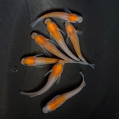 【現物】パンダ紅白　7匹　メス1匹RLF　オス4メス3　3978