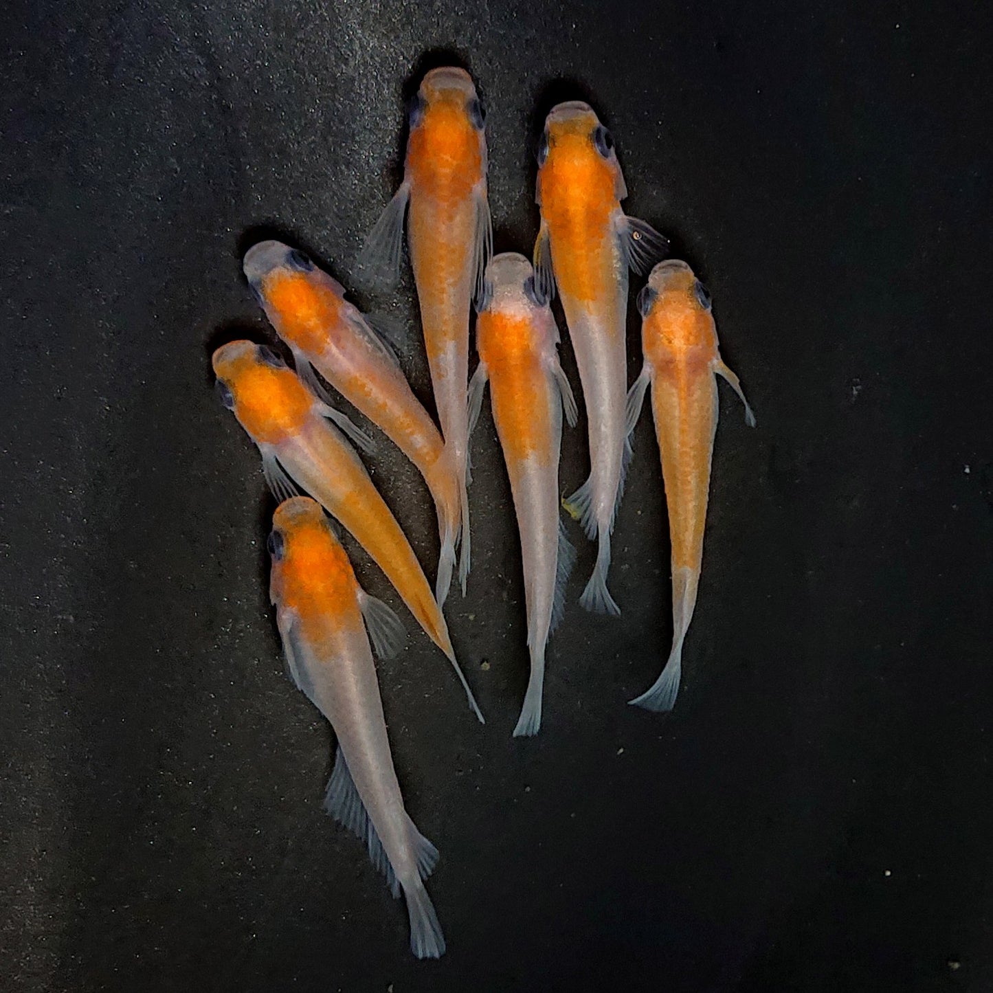 【現物】パンダ紅白　7匹　メス1匹RLF　オス4メス3　3978