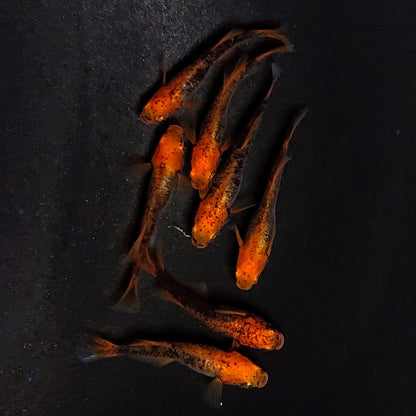 【現物】かぐや　7匹　オス3メス4　3981