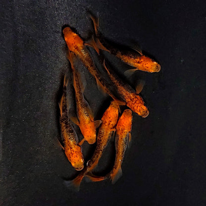 【現物】かぐや　7匹　オス3メス4　3981