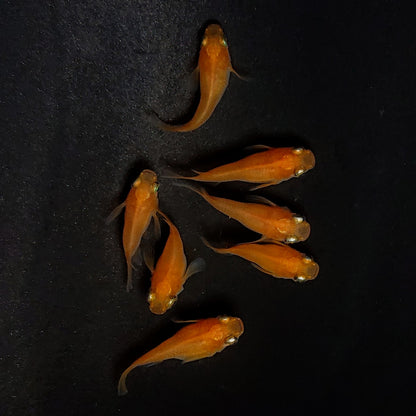 【現物】紅帝だるま　7匹　オス3メス4　3985