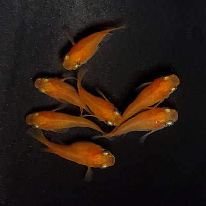 【現物】紅帝だるま　7匹　オス3メス4　3985