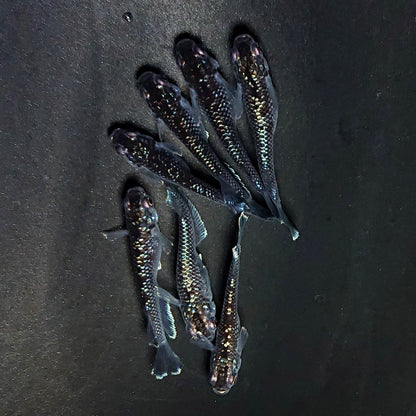 【現物】ミッドナイトフリル ラメtype　7匹　オス3メス4　3980