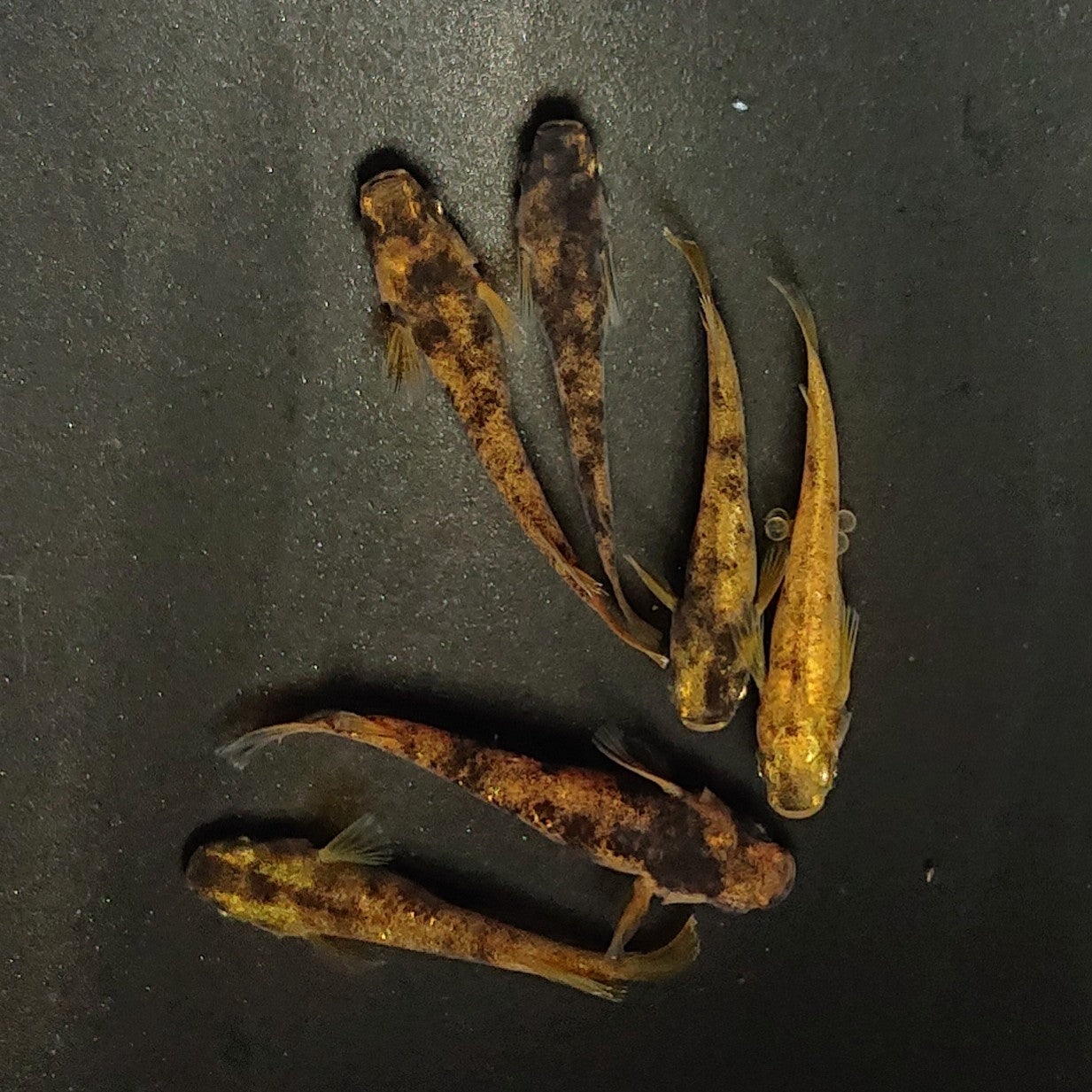 【現物】金閣 両眼アースアイ　3ペア　3982