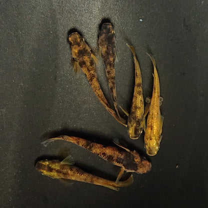 【現物】金閣 両眼アースアイ　3ペア　3982