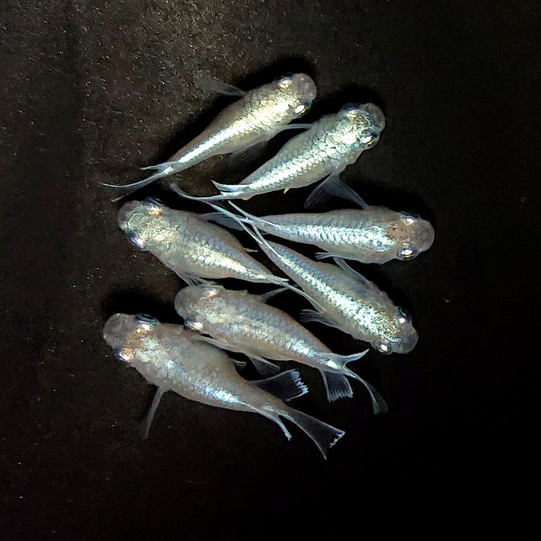 【現物】エンゼル　7匹　オス3メス4　3986