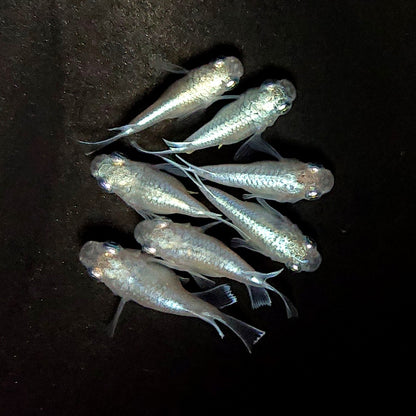 【現物】エンゼル　7匹　オス3メス4　3986