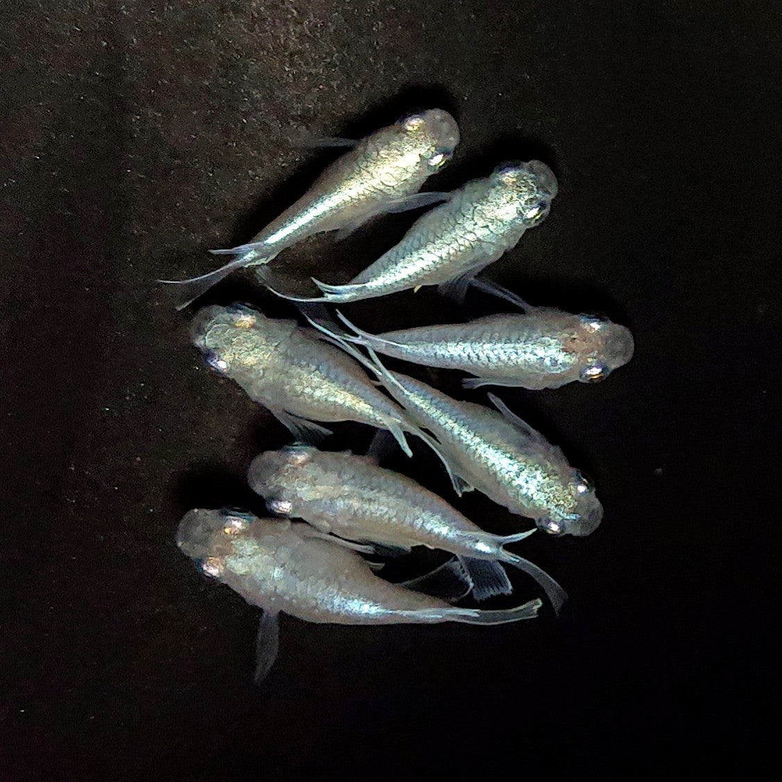 【現物】エンゼル　7匹　オス3メス4　3986