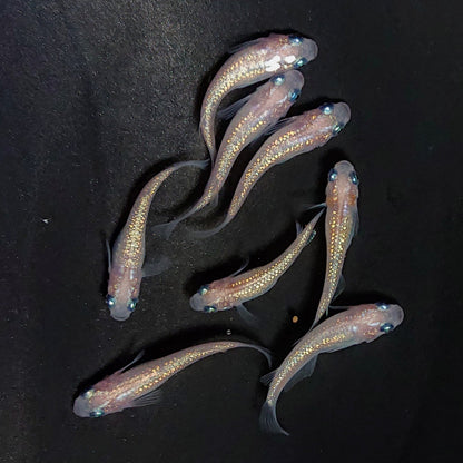 【現物】ピンクサファイア　8匹　オス2メス6　3984