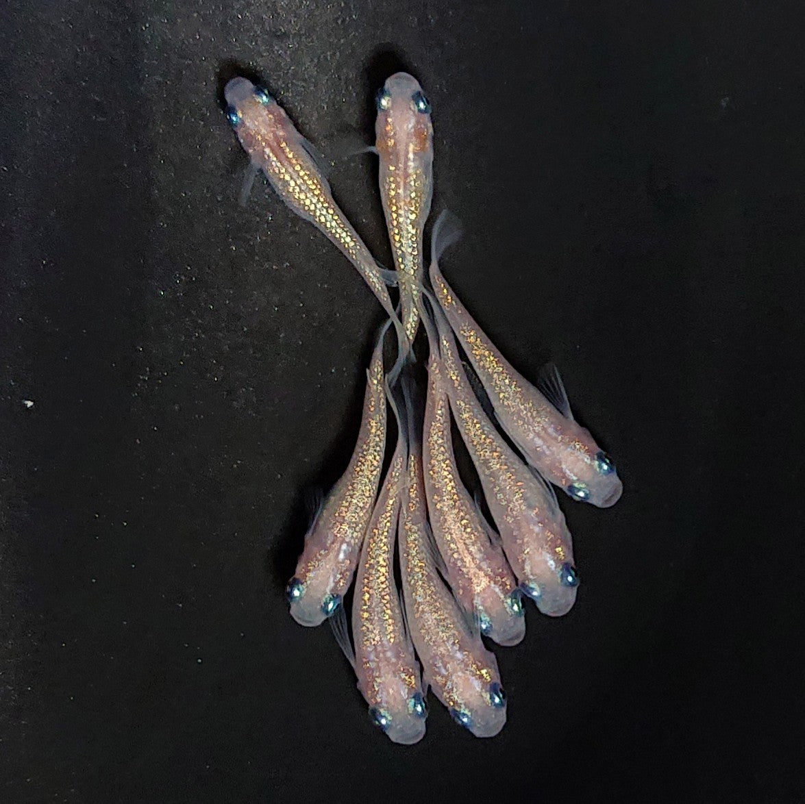 【現物】ピンクサファイア　8匹　オス2メス6　3984