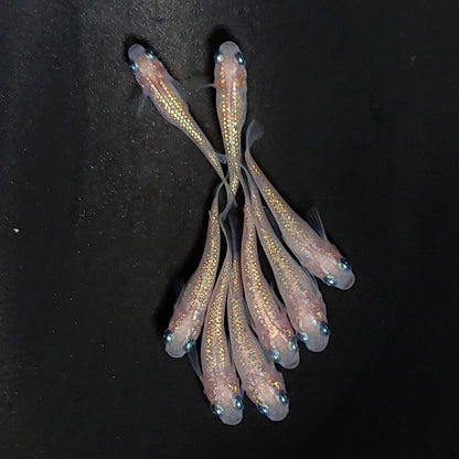 【現物】ピンクサファイア　8匹　オス2メス6　3984