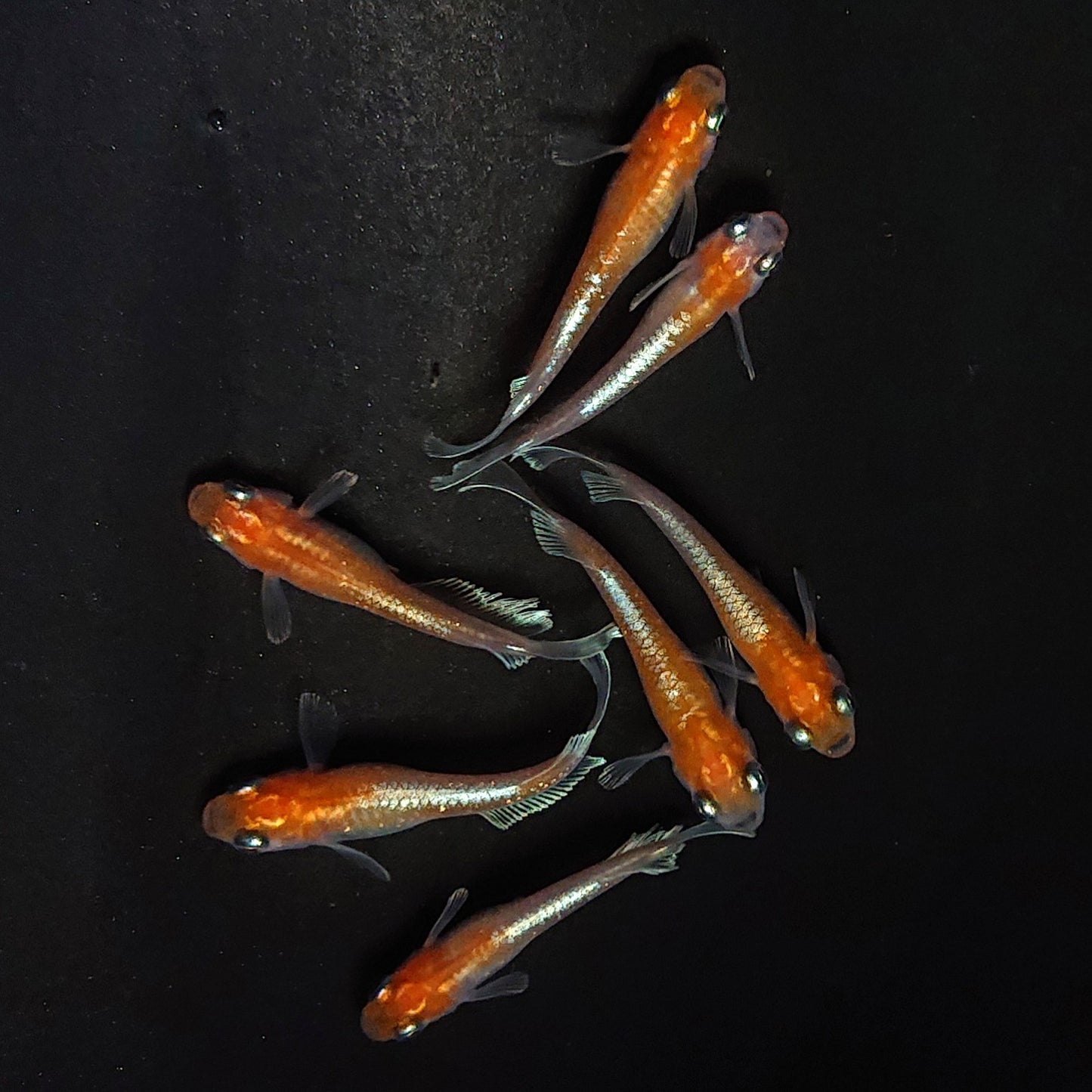 【現物】深紅のデーンモルフォキッシングΩ　7匹　オス2メス5　3983