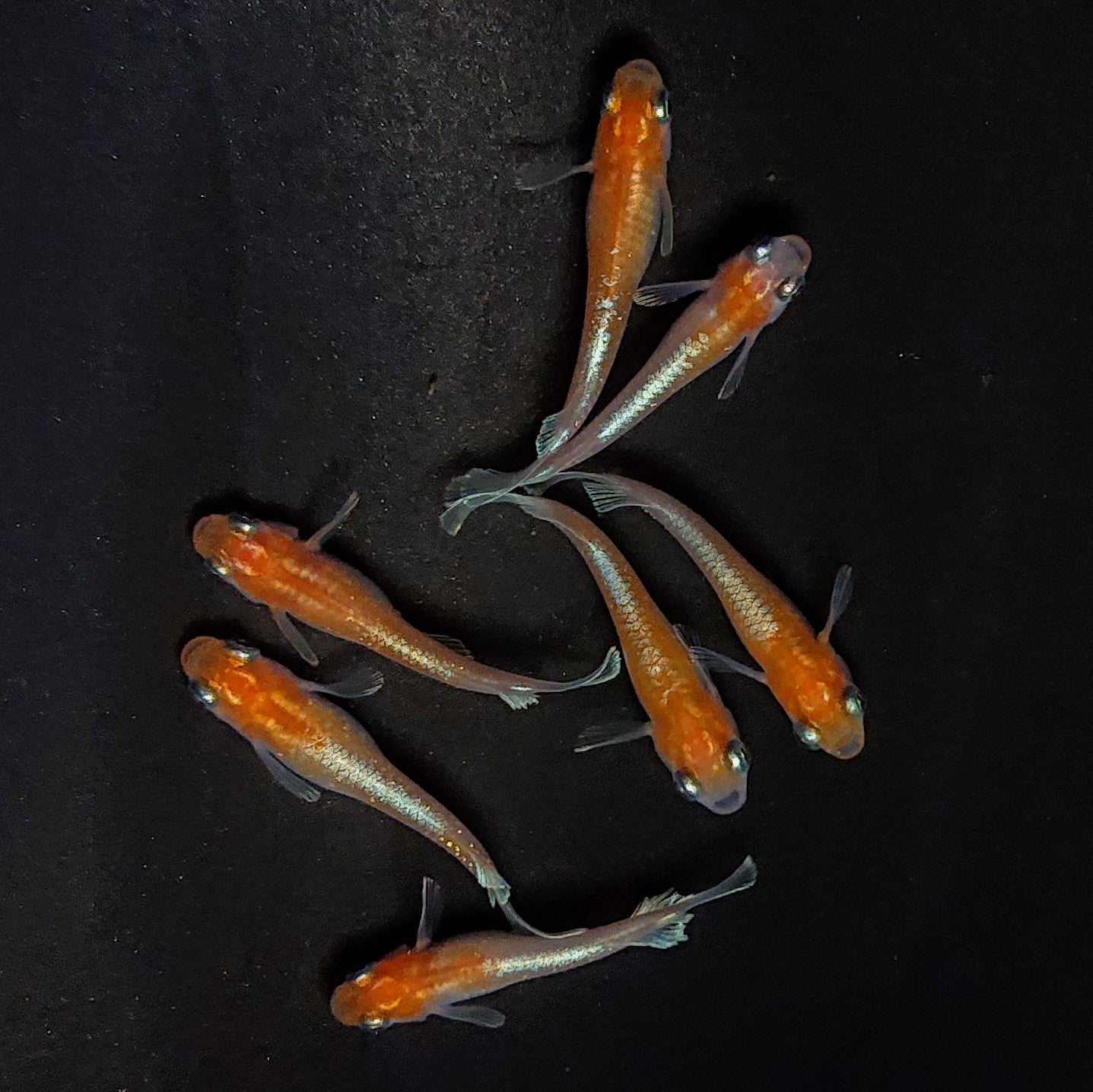 【現物】深紅のデーンモルフォキッシングΩ　7匹　オス2メス5　3983