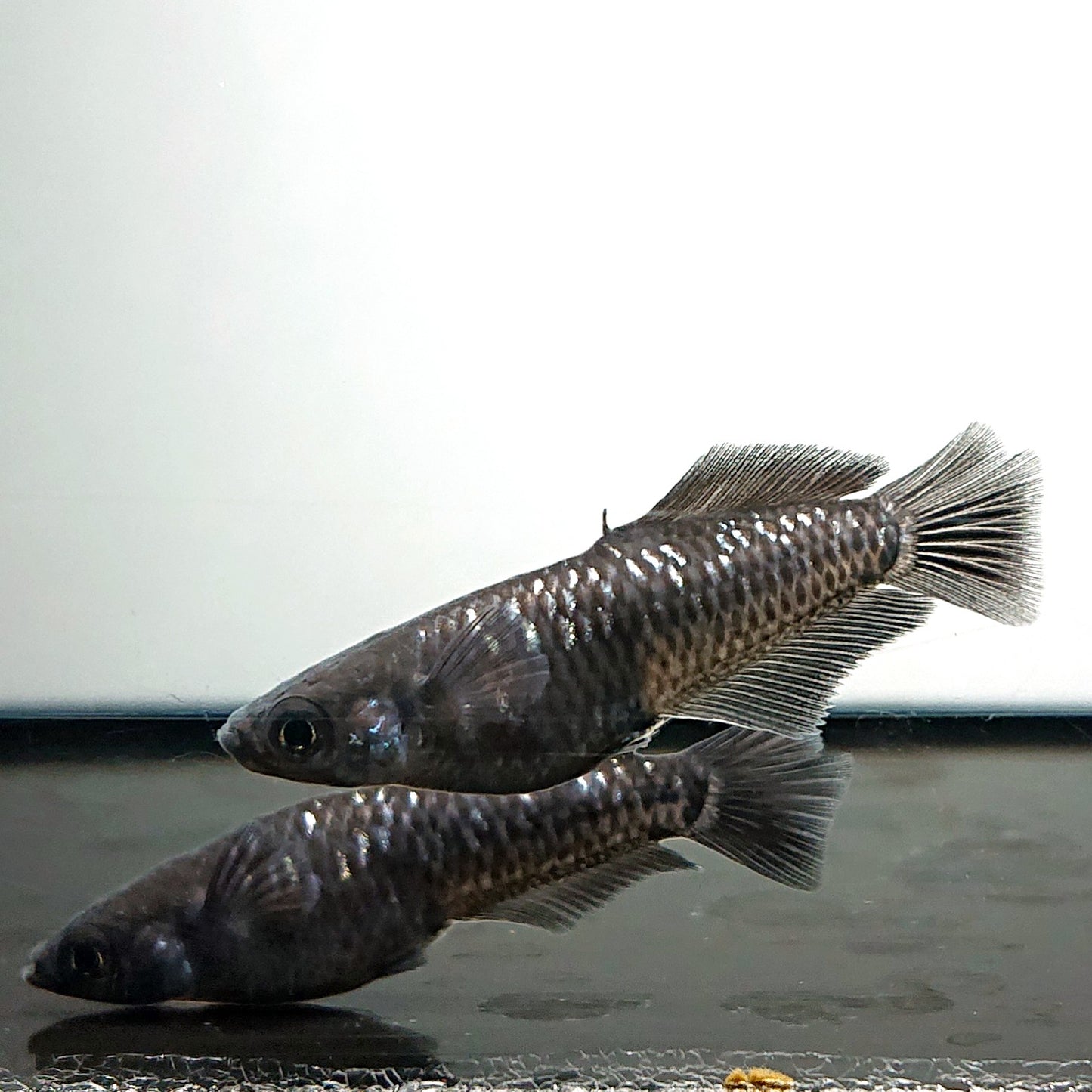 【現物】ウロボロス漆黒 ヒカリ体型　5匹　オス3メス2　3991