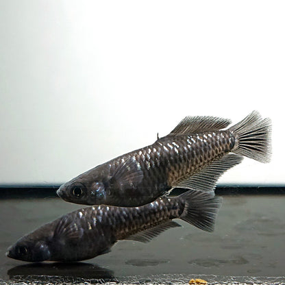 【現物】ウロボロス漆黒 ヒカリ体型　5匹　オス3メス2　3991