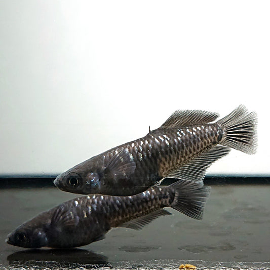 【現物】ウロボロス漆黒 ヒカリ体型　5匹　オス3メス2　3991