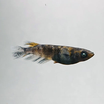 【現物】和墨白銀三色　2ペア　3989