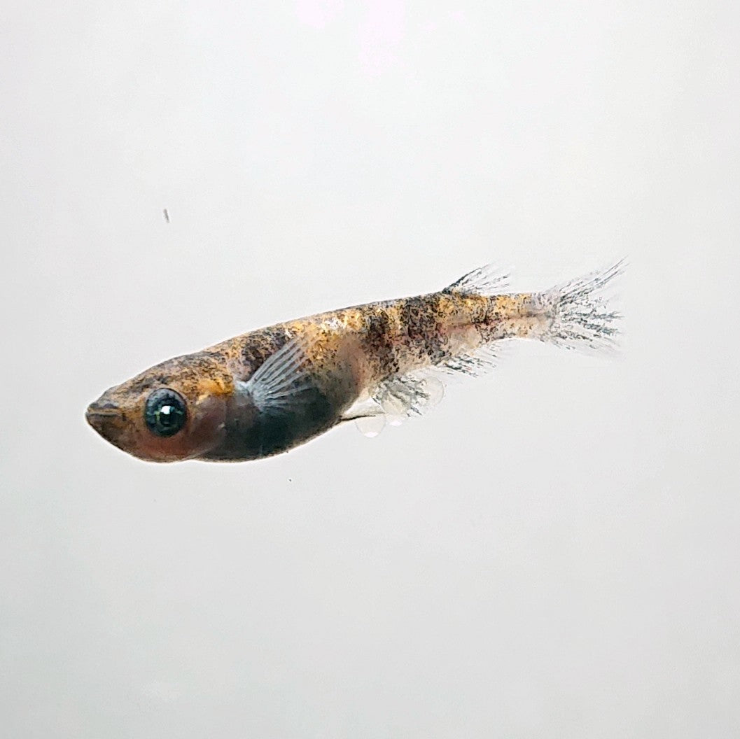 【現物】和墨白銀三色　2ペア　3989