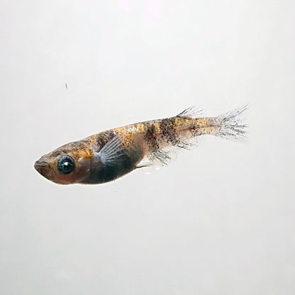 【現物】和墨白銀三色　2ペア　3989