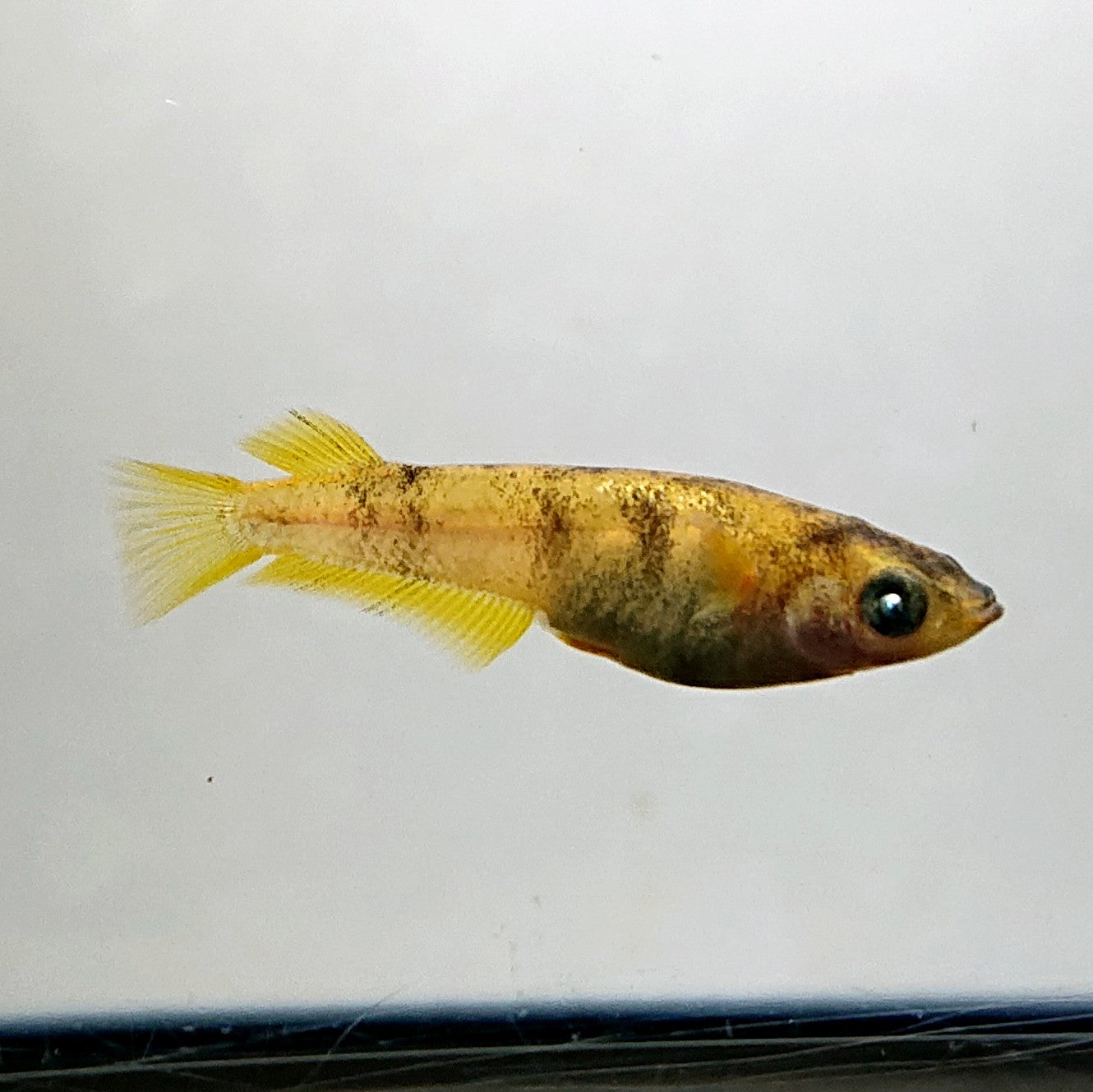 【現物】美虎アースアイ×蛇墨武リモーネキッシング亜種 F3　7匹　オス4メス3　3992