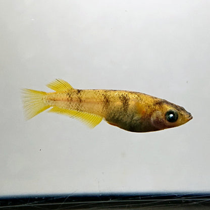 【現物】美虎アースアイ×蛇墨武リモーネキッシング亜種 F3　7匹　オス4メス3　3992