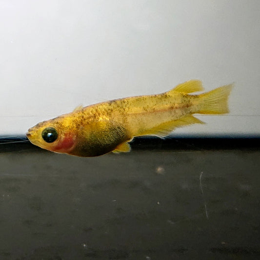 【現物】美虎アースアイ×蛇墨武リモーネキッシング亜種 F3　7匹　オス4メス3　3992