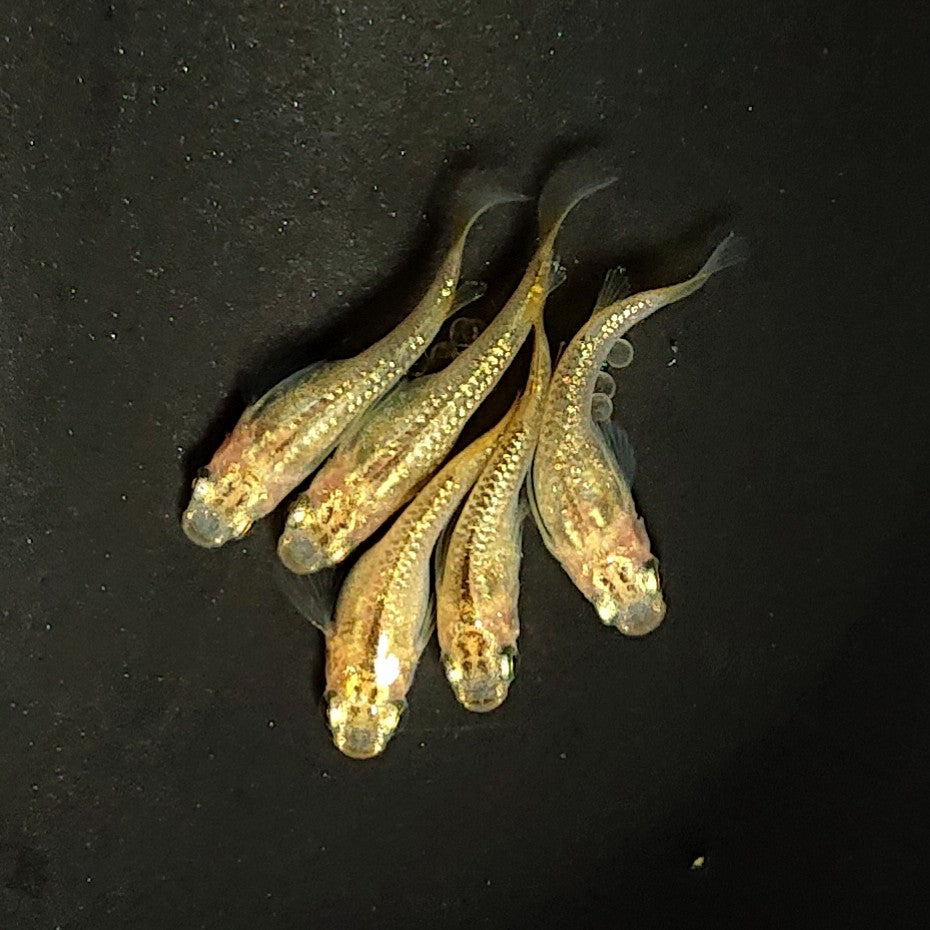 【現物】レクリス半だるま・ショートボディ　5匹　オス2メス3　3990