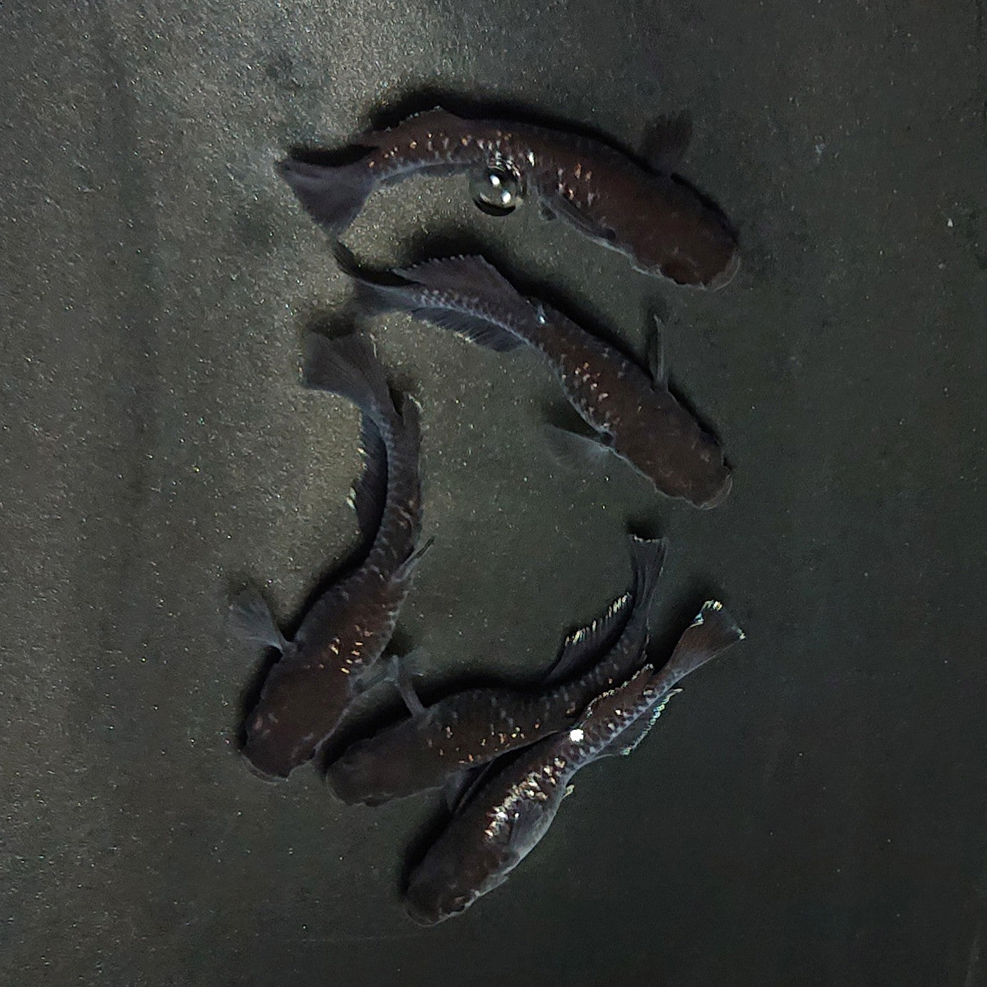 【現物】ウロボロス漆黒 ヒカリ体型　5匹　オス3メス2　3991