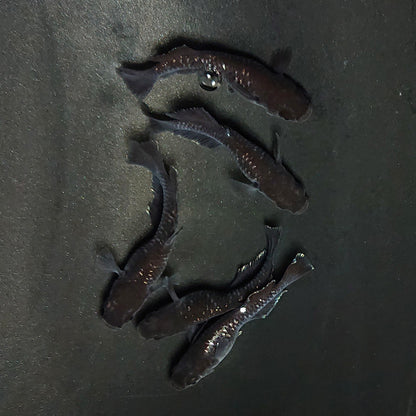 【現物】ウロボロス漆黒 ヒカリ体型　5匹　オス3メス2　3991