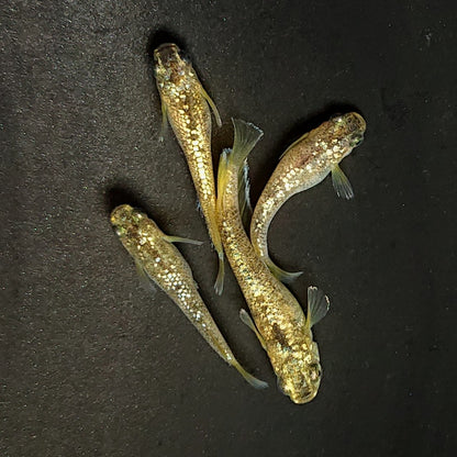 【現物】金箔和墨　2ペア　3988