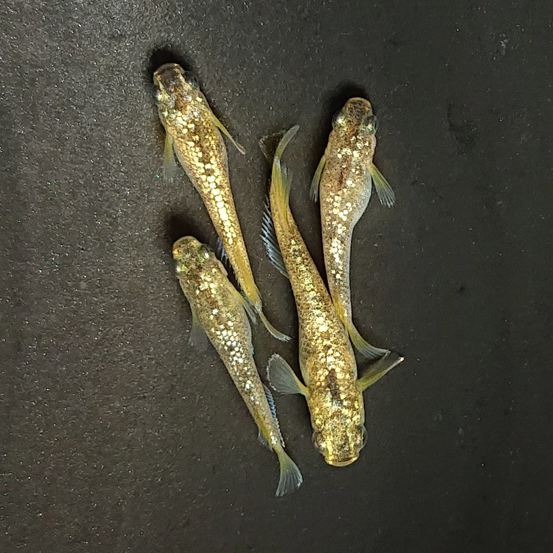 【現物】金箔和墨　2ペア　3988