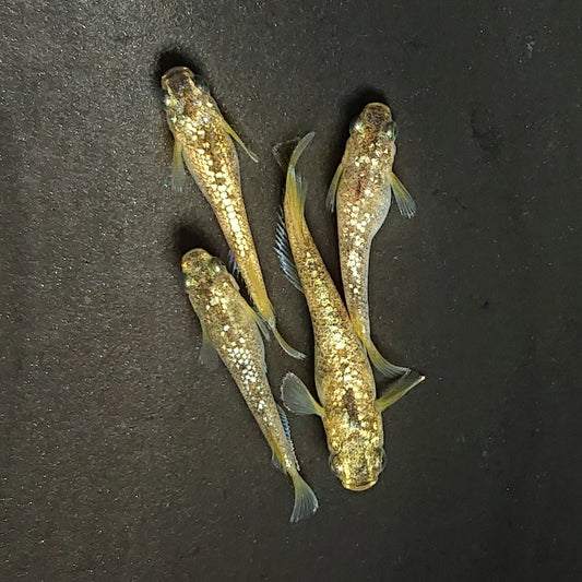 【現物】金箔和墨　2ペア　3988