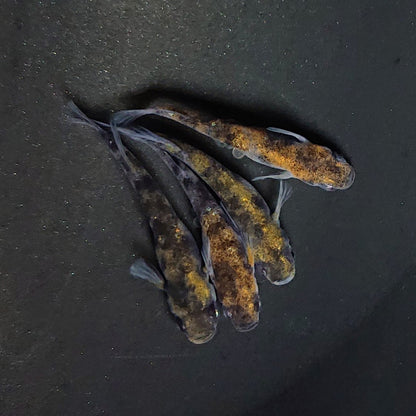 【現物】和墨白銀三色　2ペア　3989