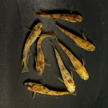 【現物】美虎アースアイ×蛇墨武リモーネキッシング亜種 F3　7匹　オス4メス3　3992